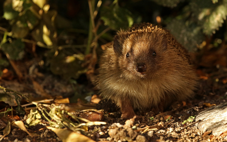 Hedgehog in undergrowth in evening light by Wendy Carter