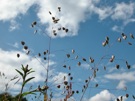 Quaking grass flowerheads with a cloudy sky in the background