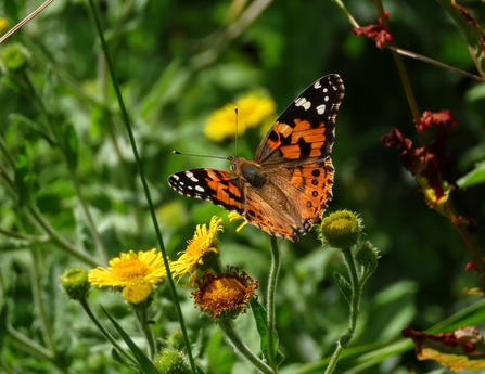 A painted lady butterfly perched on a dandelion