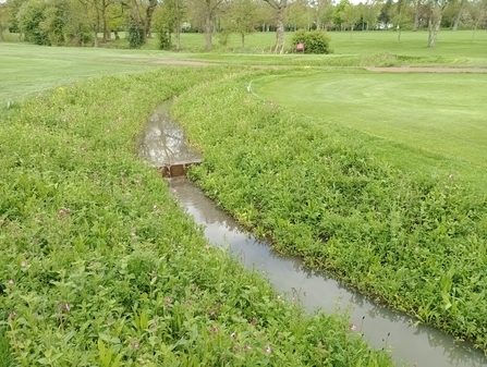 A ditch running through a golf course, enhanced with vegetation and wildflowers