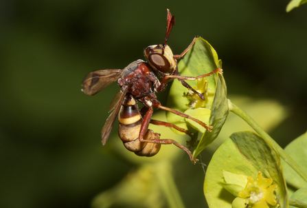 Conops vesicularis perched on a leaf