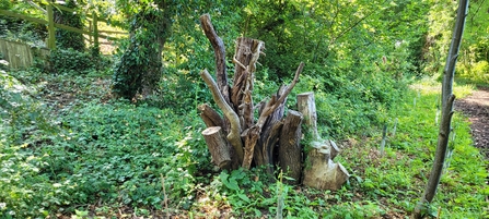 Several logs piled upwards at the edge of the park. There are trees in the background