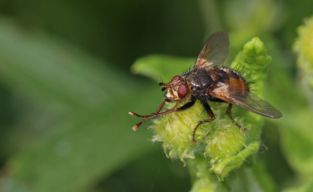 Tachina fera perched on a leaf