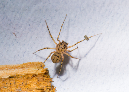 A spitting spider crawling up a wall. There is a plank of wood to the left.