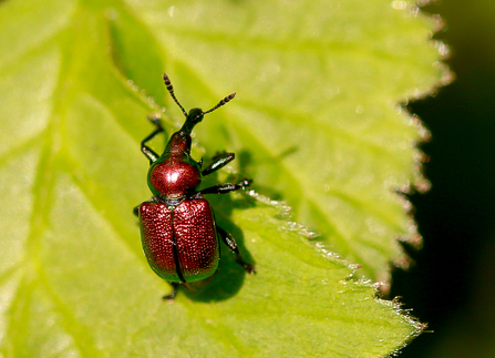 Aspen leaf-rolling weevil (metallic red insect with a long 'nose') sitting on a green leaf in the sunshine