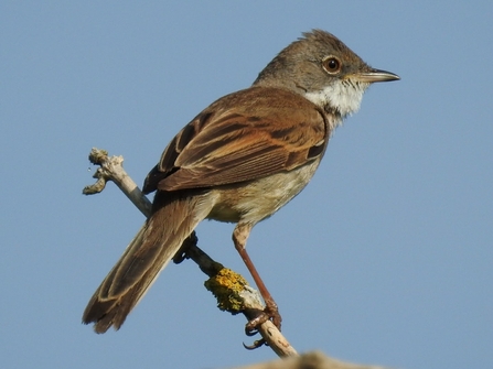 Common whitethroat (mainly brown bird with a white throat and grey-ish head) perched on the end of a twig