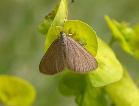Drab looper moth - metallic-beige in colour - sitting on a bright green wood spurge flower