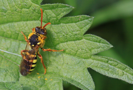 Gooden's nomad bee