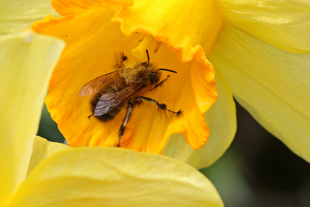 Hairy-footed flower bee perched in a daffodil