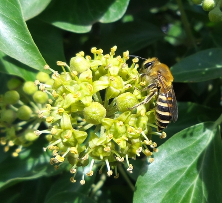 Ivy bee on ivy