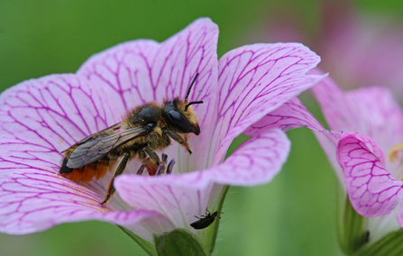 Patchwork leafcutter bee