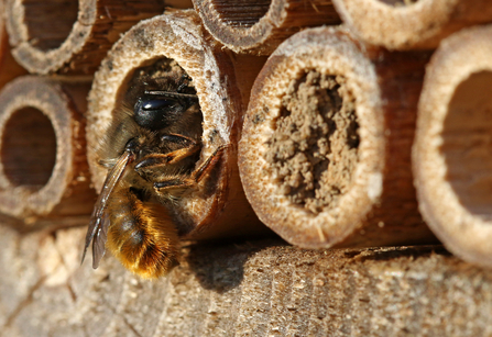 Red mason bee