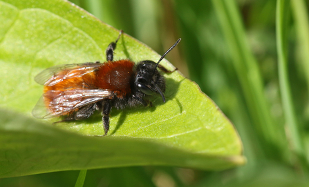 Tawny mining bee perched on a leaf