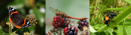 Red admiral, common darter and sexton beetle