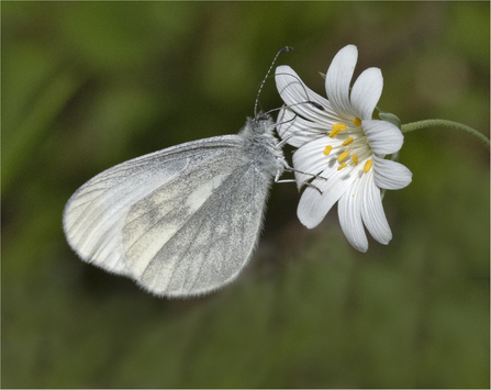 Wood white butterfly with wings closed (grey dusting to underneath of wings) on a greater stitchwort (white, open flower)