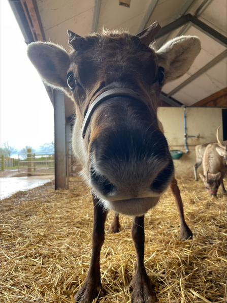 A reindeer looking into a camera