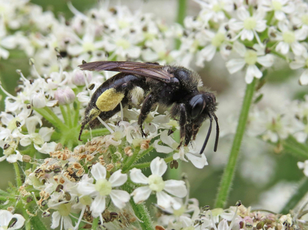 Scarce black mining bee feeding on an umbel head 