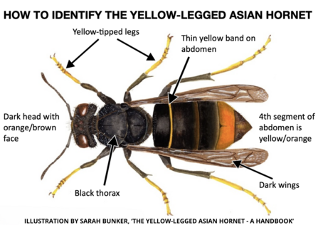 Annotated image of an Asian hornet with identification features labelled