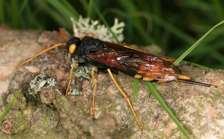 Giant horntail - long, thin insect with black and yellow appearance and an ovipositor at the end of the body
