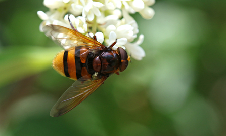 Hornet hoverfly - chestnut/orange and black striped hoverfly - sitting on creamy white flower