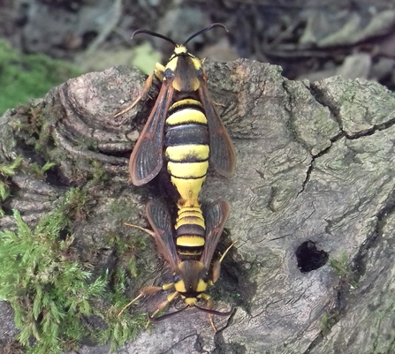 Two hornet moths mating - black and yellow furry bodies with dark wings