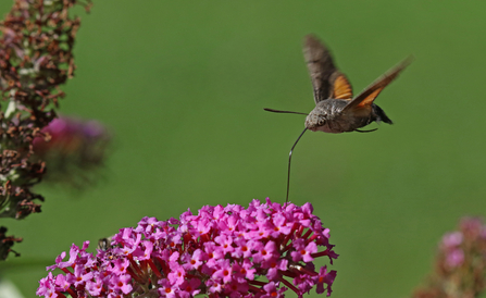 Hummingbird hawk-moth hovering over and feeding from a pink buddleia flower by Wendy Carter