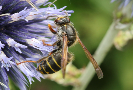 A dark median wasp feeding on lilac flower