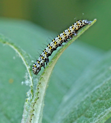 Mullein moth caterpillar - mainly white body with yellow splodges and black spots by Wendy Carter