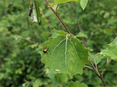 Aspen leaf rolling weevil
