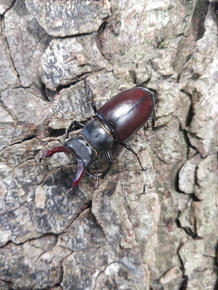 Stag beetle on tree bark - chestnut-brown beetle with large antler-like jaws