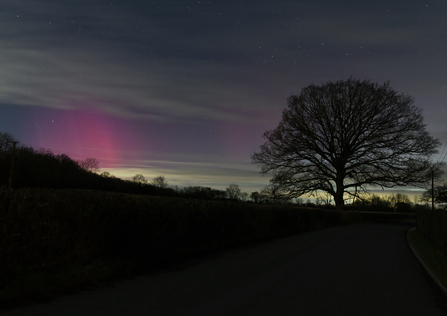 Night-time landscape with a silhouetted tree against a sky with pink lights of northern lights in it
