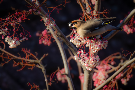 Waxwing in a tree eating white berries
