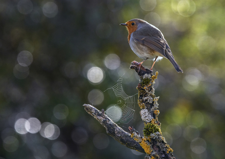 Robin sitting on a branch with the light catching a cobweb beneath it