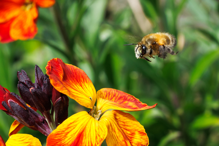 A gingery furry hairy-footed flower bee in flight approaching a bright orange/yellow wallflower