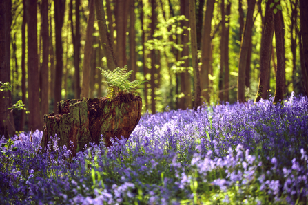 A tree stump with a fern growing out of it, sitting in a carpet of bluebells and with a backdrop of sunlit leaves/tree trunks