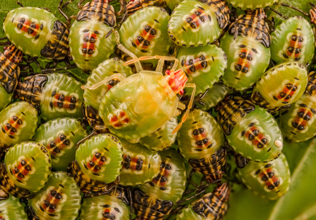 A group of parent bugs 'snuggled' together with one on top
