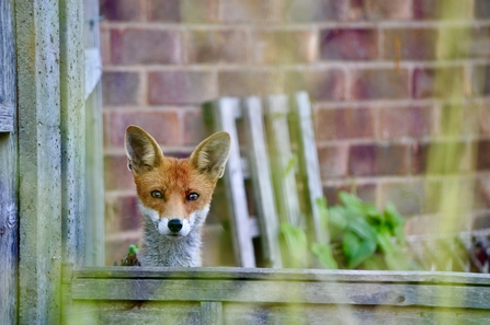 Fox (orangey-red face with white chin and neck) looking over a garden fence