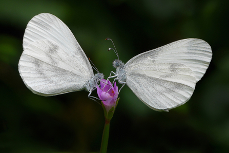 Wood white butterflies sitting either side of a pink flower 