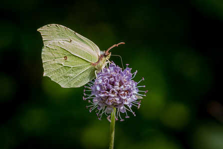 Brimstone butterfly perched on devil's bit scabious