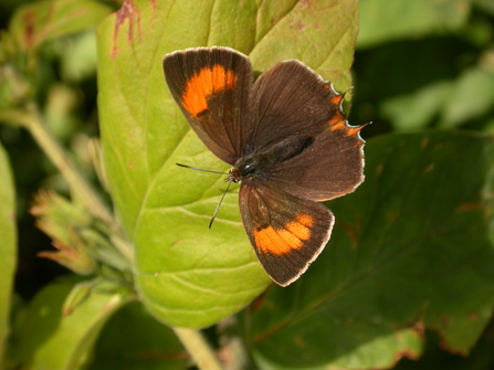 A brown hairstreak butterfly perched on a green leaf