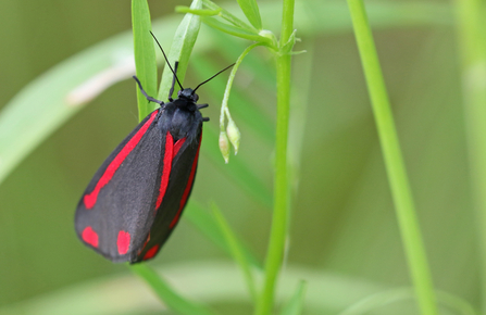 Mainly black moth with red stripes at outer edge of wings and two red spots at base of wings