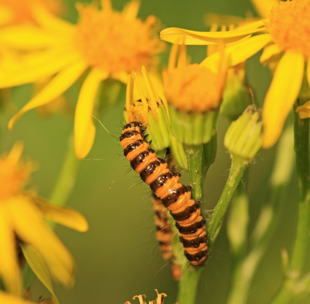 Orange/yellow and black striped cinnabar caterpillar feeding on yellow ragwort flower