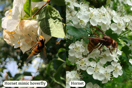 A side by side comparison of a hornet mimic hoverfly and a native hornet