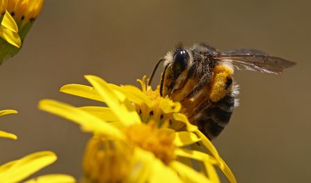 Solitary bee feeding on yellow ragwort flowers