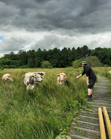 Jack getting to know the cattle at Ipsley Marsh 