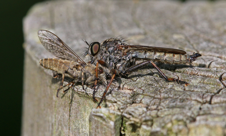 Kite-tailed robberfly (fly with large, hunched thorax and long body) eating notch-horned cleg (fly with brown body)