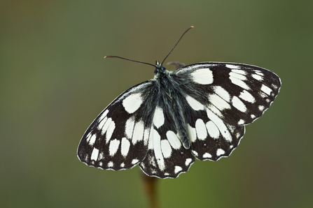 A marbled white with its wings outstretched
