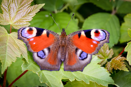 Peacock butterfly perched on a leaf