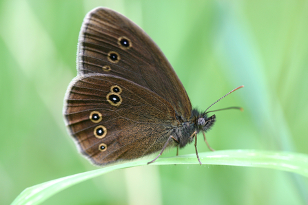 Ringlet butterfly perched on a blade of grass 