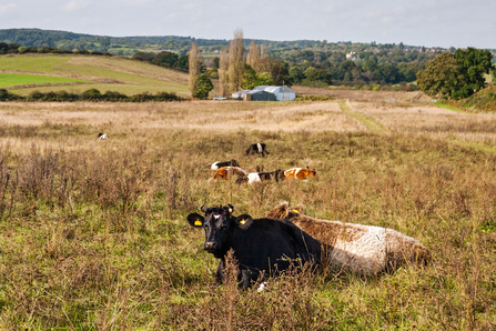 Cows in naturalised area at Dropping Well Farm